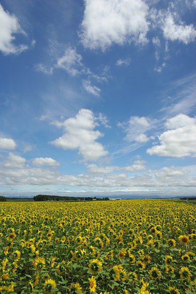 e0051186_5103197.jpg