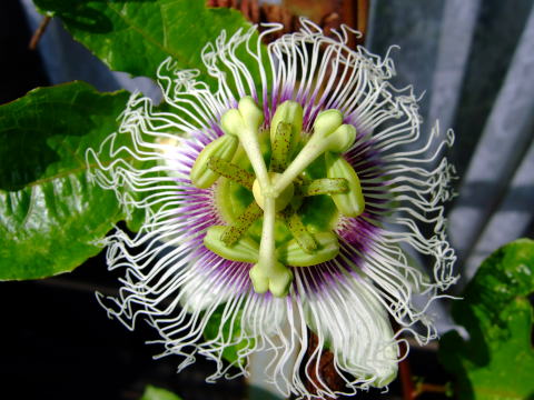 f0147025_15492542.jpg