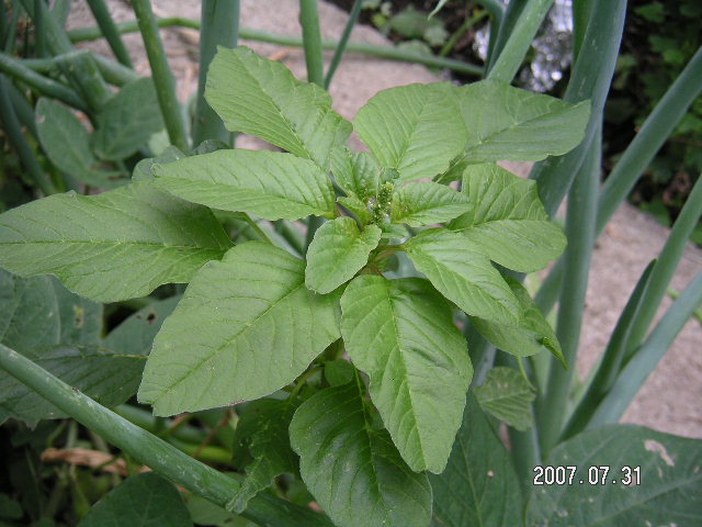 a0020929_1702834.jpg