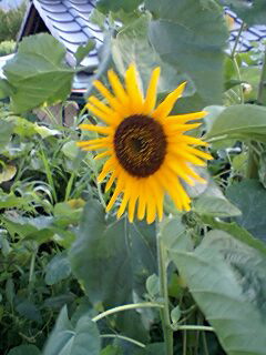 c0011446_1951413.jpg