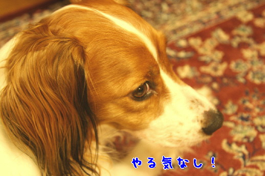 d0013149_10124275.jpg