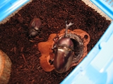 c0127058_13195451.jpg