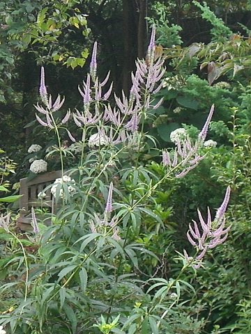 e0017562_1750373.jpg