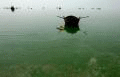 c0037384_11464614.gif