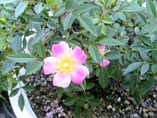 e0098908_2310692.jpg