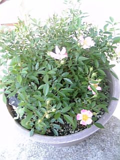 e0098908_2395010.jpg