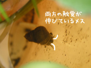 b0031925_1215036.jpg