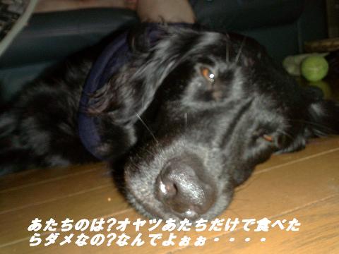 a0068231_23491334.jpg