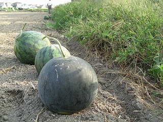 f0009451_2051944.jpg