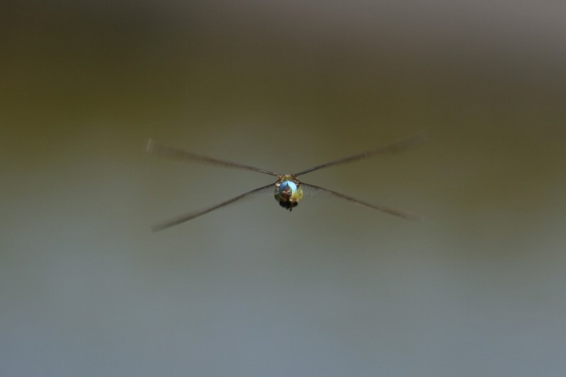 b0088772_981374.jpg