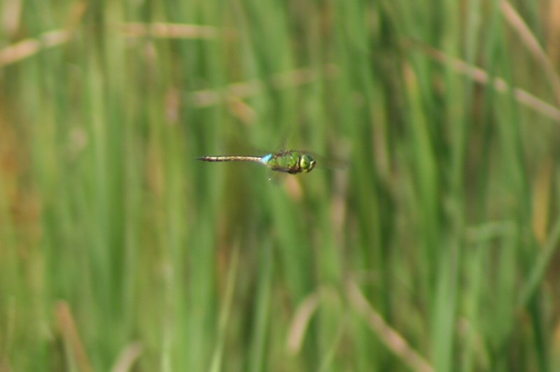 b0088772_98375.jpg