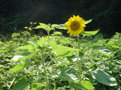 b0055276_0414143.jpg