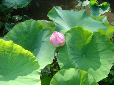 b0055276_041538.jpg