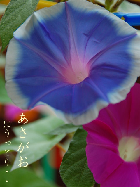 b0116590_2115213.jpg