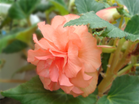 f0146493_8562570.jpg