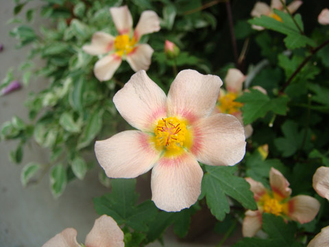 f0146493_8574950.jpg