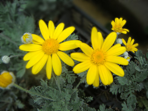 f0146493_8584556.jpg