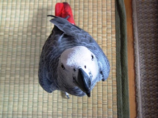 c0118496_618570.jpg
