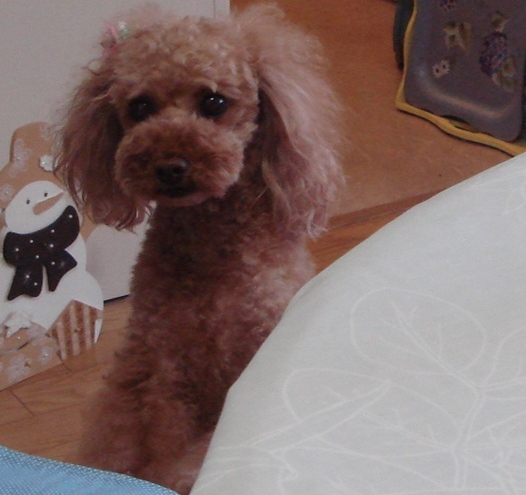 c0041207_14265387.jpg