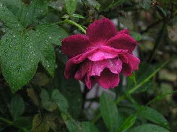 f0128723_2262342.jpg