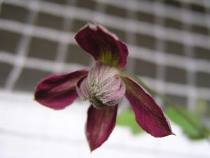 b0031925_942346.jpg