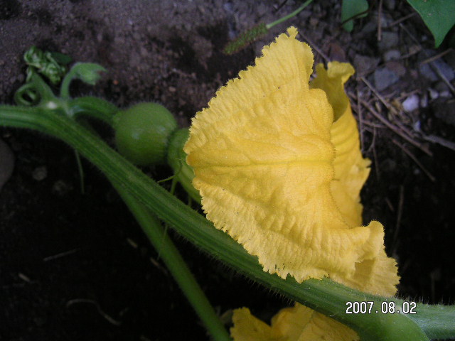 a0020929_8222895.jpg