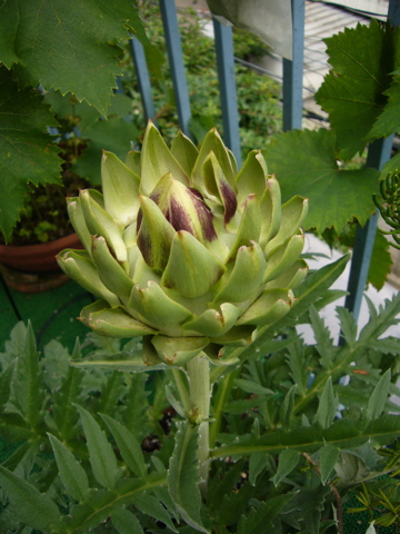 e0058443_0425730.jpg