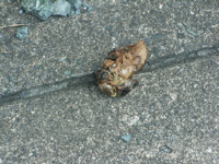 e0124868_1039874.jpg