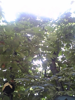 c0127670_4364697.jpg