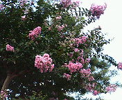 e0037673_2212524.jpg