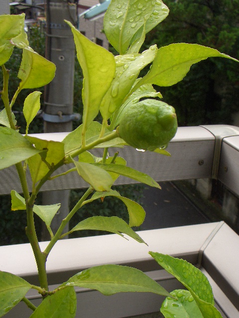 b0112587_23285547.jpg