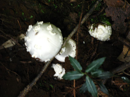 d0055690_2131787.jpg