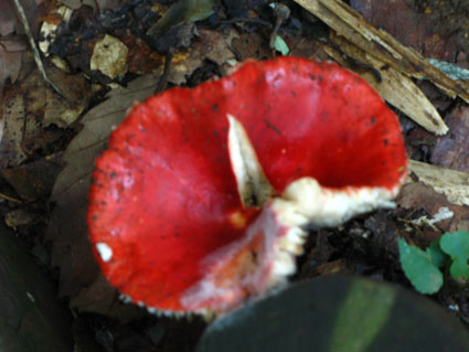 d0055690_2133268.jpg