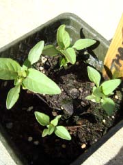 c0103793_6514265.jpg