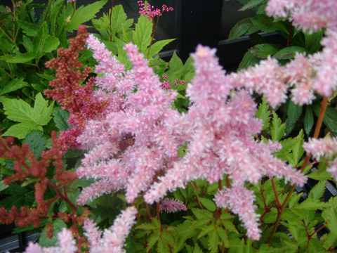 f0146493_9585539.jpg