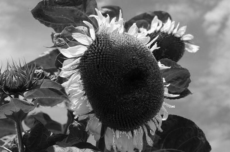c0082800_1630325.jpg