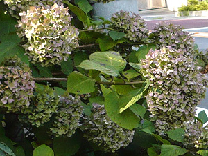 e0099905_17104119.jpg