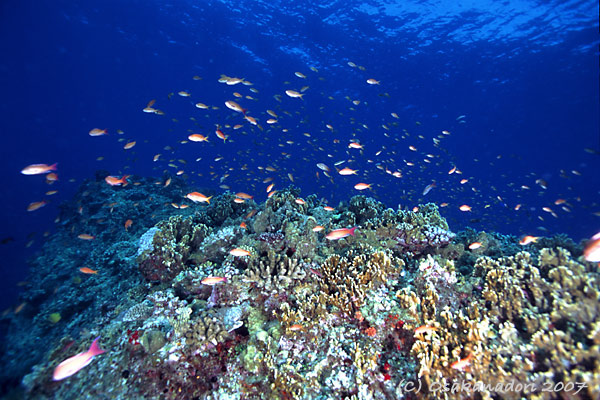 c0064907_2363093.jpg
