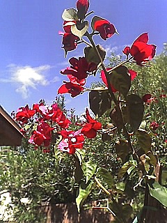 f0108318_773579.jpg