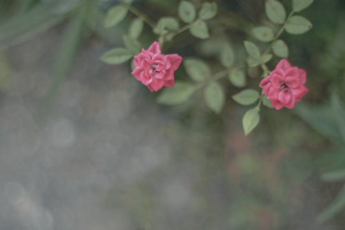 d0004832_9192449.jpg