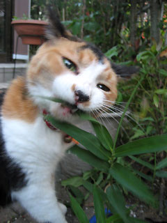 c0003752_20194531.jpg