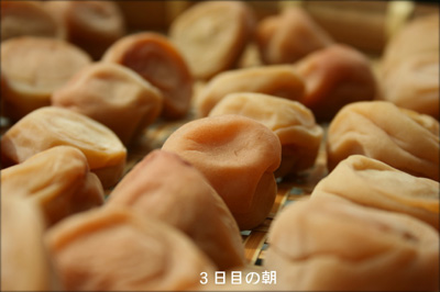 c0027369_1546625.jpg