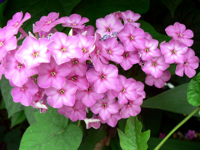 f0086169_1159396.jpg