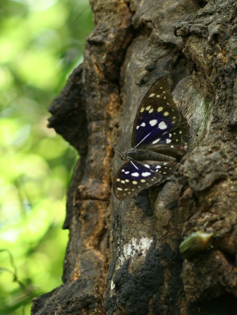 b0088772_1012622.jpg