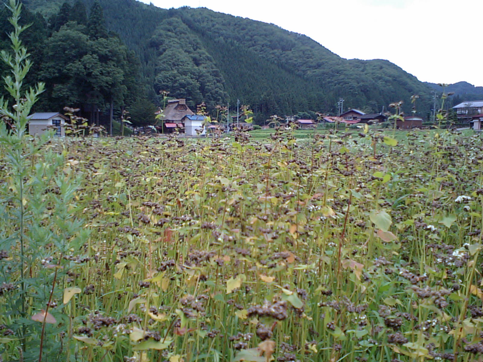 a0093677_2212434.jpg