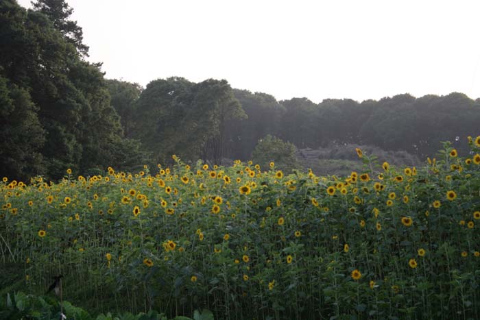 b0089483_214538.jpg
