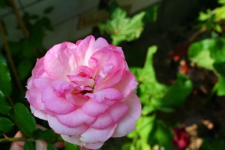 e0024385_1351163.jpg