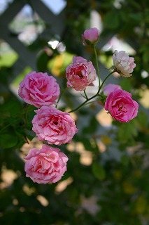e0024385_1351798.jpg