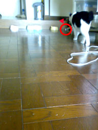 c0025348_1993086.jpg
