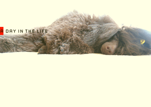 f0138376_1316317.gif